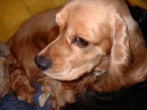 doggie009.jpg