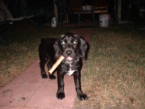 fetch.jpg