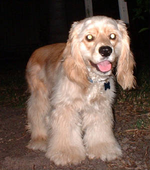 fluffybentley.jpg