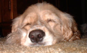 sleepyhead.jpg